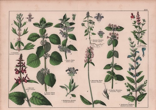Chromo lithografie 1887 - chromo-lithografie,