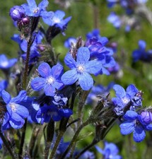 Ochsenzunge - Anchusa azurea