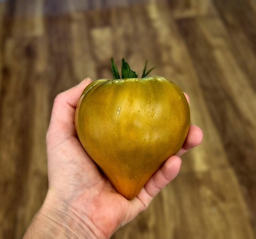 Severe melon wolgadeutsche - severe,