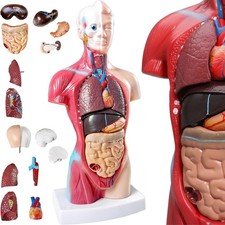 15-Teilig Anatomie Modell 28cm