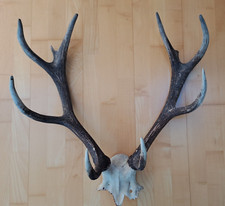 Rothirsch Geweih 8 Ender