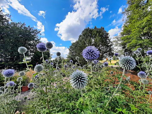 Ruthenische kugeldistel - ruthenische,