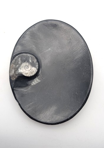 Sm0167 orthoceras - sm0167,