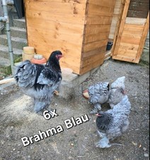 BRAHMA BLAU BRUTEIER