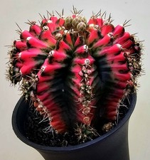 Großer Gymnocalycium