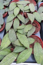 Hoya dark leaf (Wachsblume)