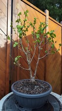  Betula pendula - Bonsai