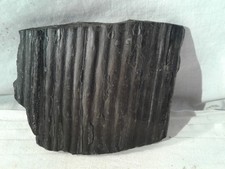 Fossilien,Versteinerung,vmtl. Pflanzenstängel in Schiefer,schöne Struktur,B12,5