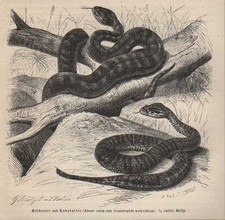 Druck 1878: Gelbotter; Todesotter (Alecto curta; Acanthophis antarcticus).