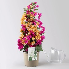Bougainvillea, Pyramide Duo