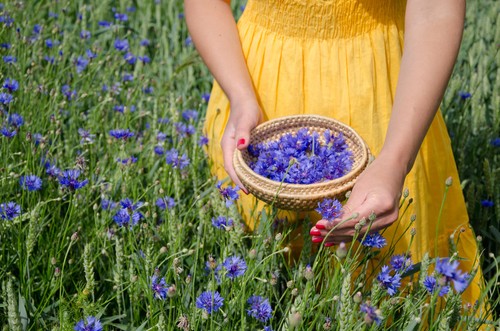 Samen die blaue kornblume - blaue,