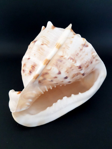 Große muschel meeresschnecke - muschel,