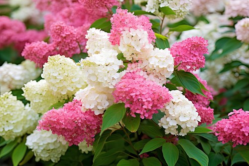 1st rispenhortensie - 1st.,
