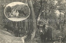 Darmstadt Wildpark Wildschweine Oberwaldhaus