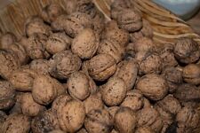 20 kg Walnüsse in der schale