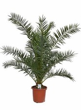 Kanarische dattelpalme - kanarische,