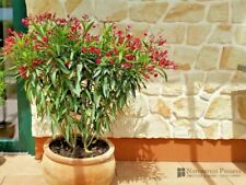 1 m² Granit Verblender, Riemchen, Wandverkleidung, Haussockel