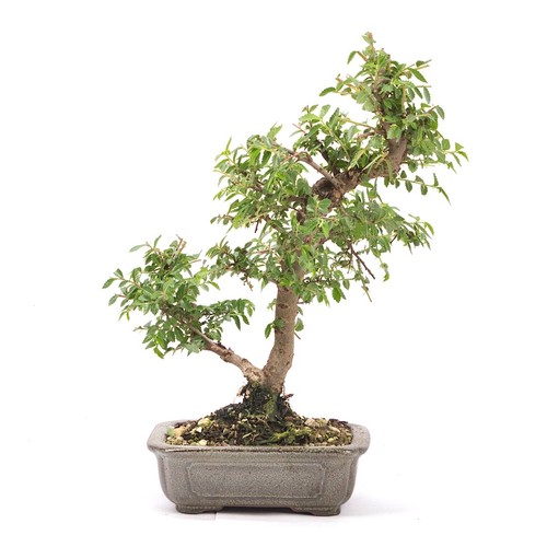 Bonsai japanische ulme ulmus - japanische, 'ulmus