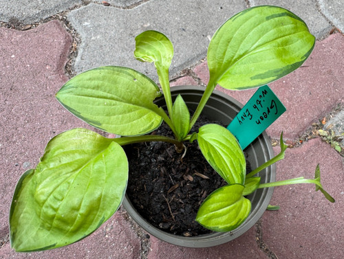 Hosta funkie green with envy - /,