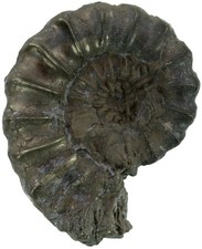 Lias  Xiphoceras ziphus  Sehr