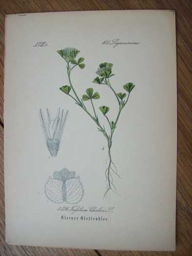 Antike chromo lithographie - antike, chromo-lithographie