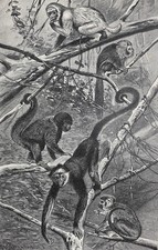 Originalgrafik Fauna: Affen