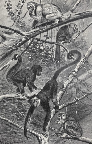 Originalgrafik fauna affen - originalgrafik, fauna: