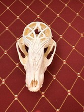 Schädel echt, Waschbär, Knochen, Deko, Trophäe, Kunst