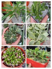 Crassula, Stapelia, Gasteria