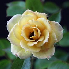 Bodendecker rose Rosa the