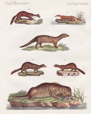 Otter Fisch-Otter Marder Nerz Wiesel Iltis marten polecat weasel Bertuch 1796