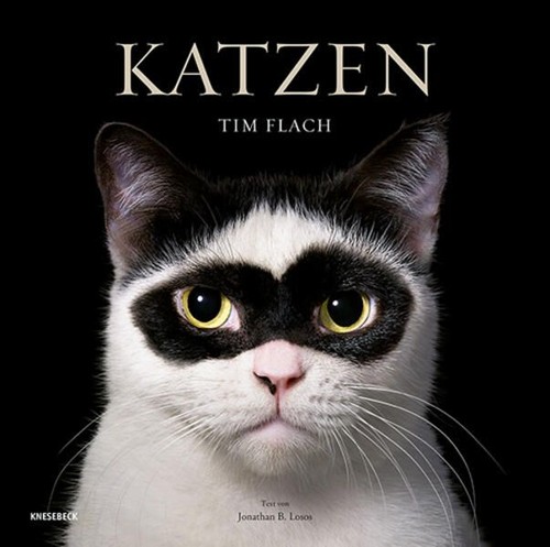 Katzen hochwertiger bildband - katzen.,