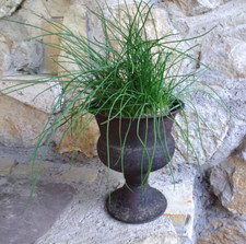 Pokal Pflanzschale Kübel rot