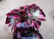 Aeonium Medusa Succulent Live