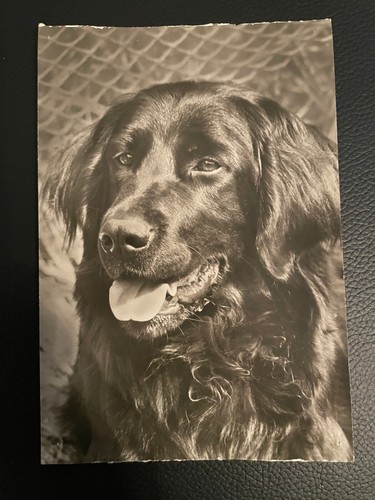 Ansichtskarte hund hovawart - hund,,
