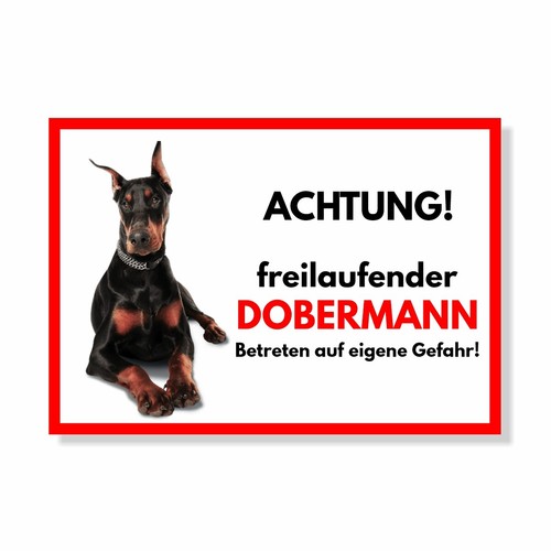 Dobermann kupiert - dobermann,