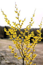 Gelbblühende Zaubernuss