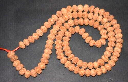Natürliche mukhi rudraksha - mukhi,