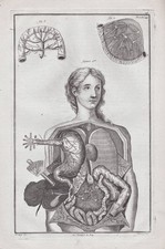 Menschliche Organe human organs Anatomie anatomy Medizin Kupferstich 1760