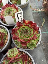1x Hauswurz Sempervivum Mit