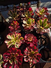 Imported  phantom aeonium