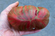 Belezza Viola Tomatensamen 10