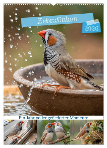 Zebrafinken ein jahr - ein,