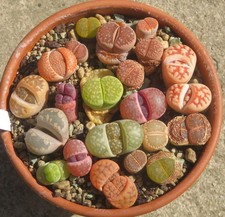 20er Lithops Mix Mesembs