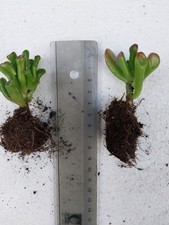 Crassula ovata 'Gollum'