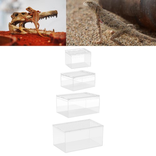Reptilien zuchtbox - reptilien,