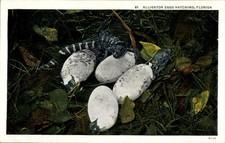 Ak Florida USA, Alligator eggs