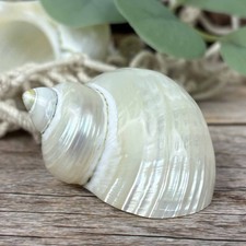 Turbo argyrostomus Perlmutt poliert 5cm echte Deko Muschel Klasse-A Silbermund