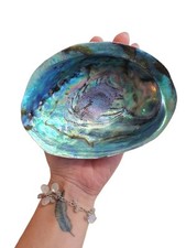 Paua Muschel leuchtend bunt