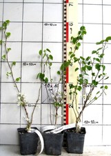 Cercis chinensis shirobana - cercis,
